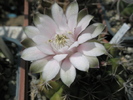 Gymnocalycium - floarea
