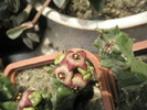 Caralluma europaea - flori 1