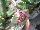 Caralluma europaea - flori 3