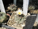 Turbinicarpus nr. 2 - 17.07