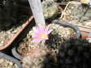 Turbinicarpus lausserii - 17.07