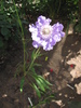 Scabiosa Caucasica Perfecta 18 iul 2010 (1)