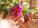 DSC00740