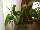 DSC00748