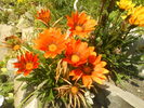DSC00755