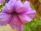 DSC00763