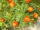 DSC00767