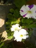 DSC00768