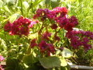 DSC00771