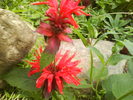 DSC00774