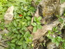 DSC00775