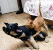 poze-haioase-poze-animale-amuzante-pisici-caini-foame