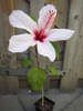 Hibiscus alb 19 iul 2010 (1)