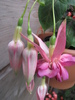Fucsia Bella Rosella 20 iul 2010