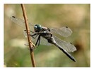 libelula camuflaj