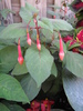 Fucsia 19 iul 2010 (1)