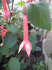Fucsia 19 iul 2010 (2)