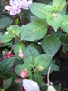 Fucsia Aalt Hillie van de Veen 19 iul 2010 (1)