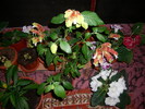 flori-iulie