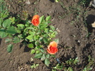 DSC05764
