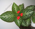 Episcia Faded Jade 6