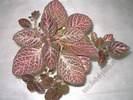 Episcia Kee Wee 7