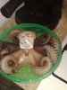caracatita