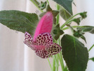 Kohleria black diamond 6