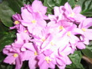 florile violetei mov deschis
