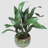 aspidistra