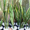 sansevieria 2