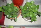 kalanchoe roz si galben in 18 iulie 2010