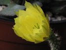 Echinocereus subinermis