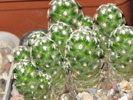 Mammillaria saboae ssp. haudeana