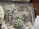 Mammillaria theresae