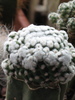 Mammillaria rodantha f. monstrosa