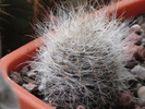 Neoporteria nidus gerocephala