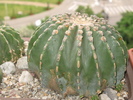 Ferocactus glaucescens nudum