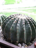 Ferocactus glaucescens nudum