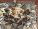 Ariocarpus scapharostrus