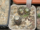 Mammillaria luethyi