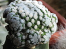 Mammillaria rodantha f. monstrosa