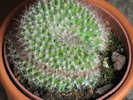 Echinofossulucactus guerraianus forma cristata