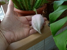 boboc de stapelia