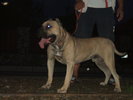pasa 2