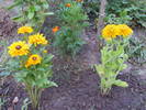 Rudbekii