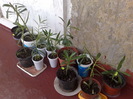 diferite culori