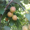caise -iulie