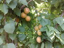 caise -iulie