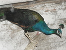 M 07